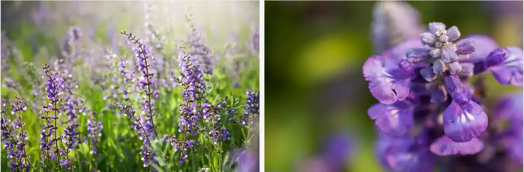 Sage extract powder Sage extract powder