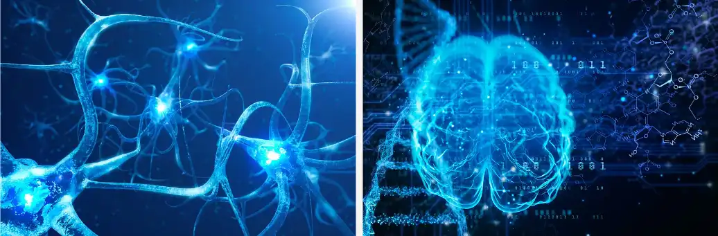 Sage extract powder Sage extract powder