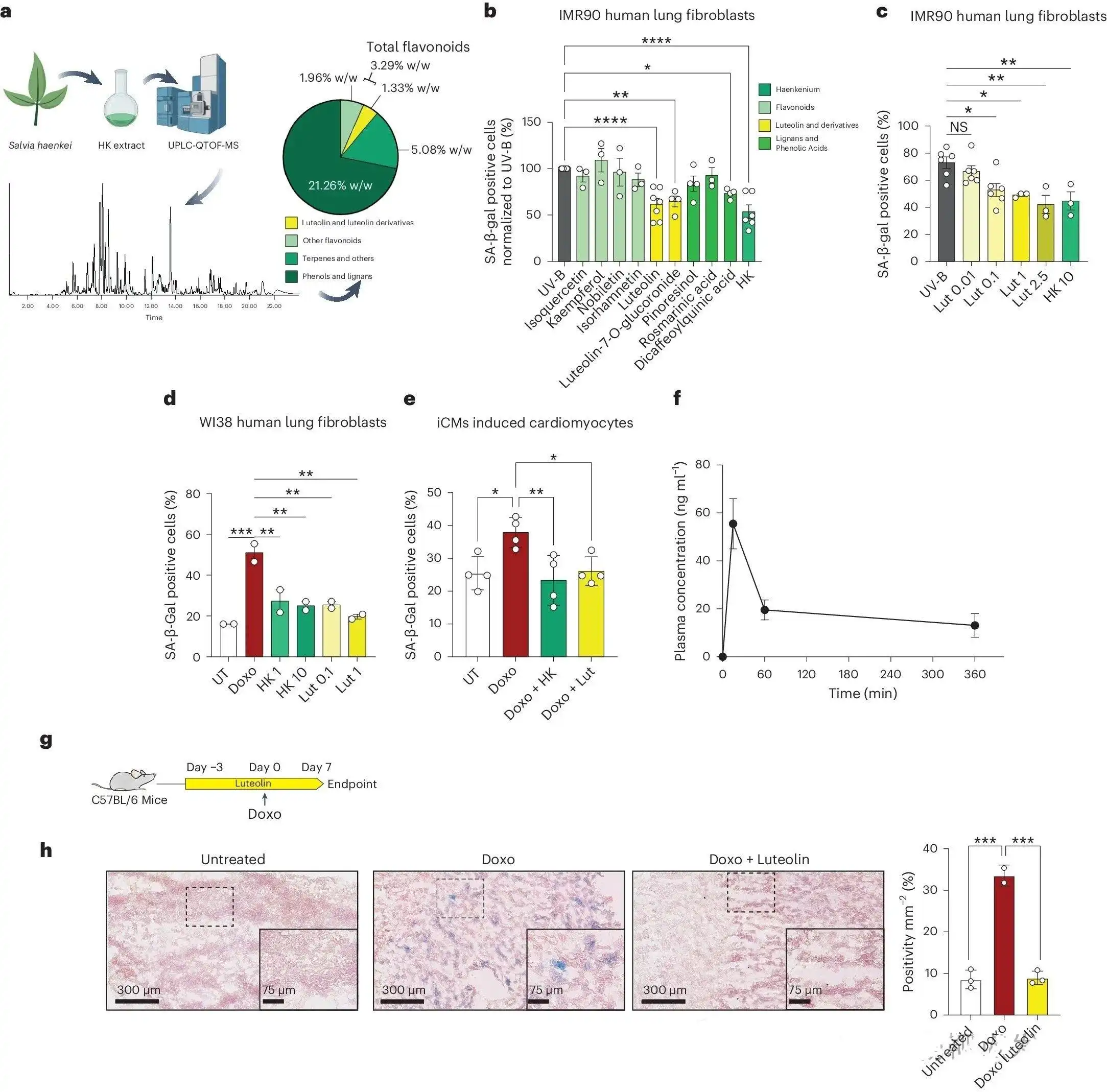 Sage extract powder Sage extract powder