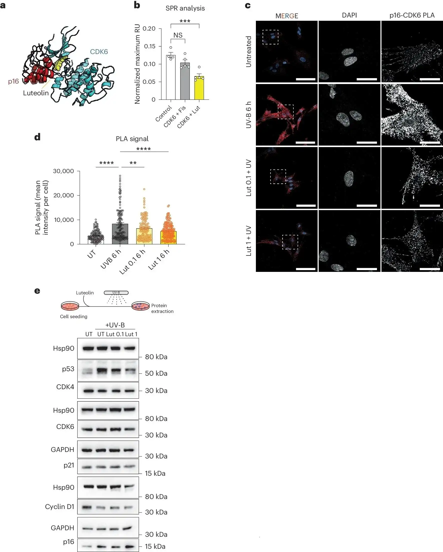Sage extract powder Sage extract powder