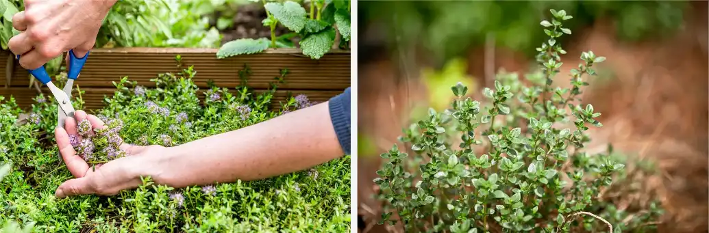 Thyme extract powder Thyme extract powder