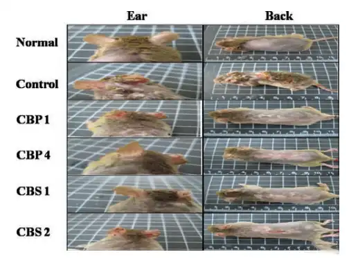 Wild chrysanthemum extract Wild chrysanthemum extract