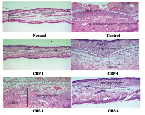 Wild chrysanthemum extract Wild chrysanthemum extract