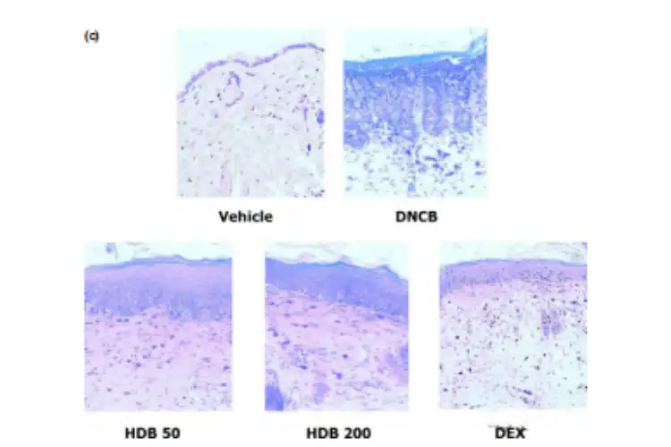 Hovenia Dulcis Extract Hovenia Dulcis Extract