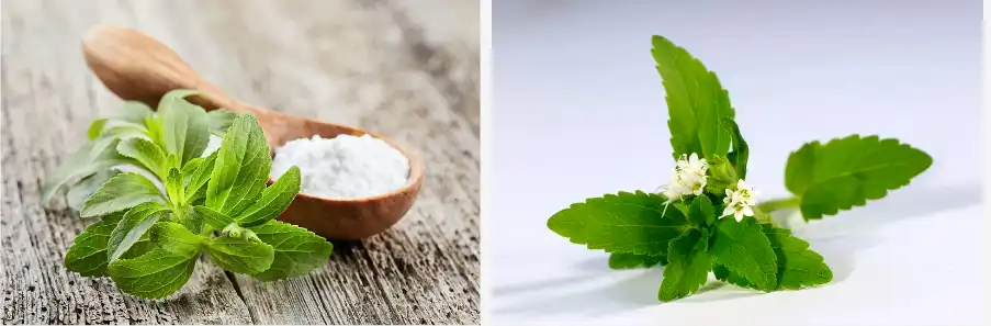 Stevia Extract Powder Stevia Extract Powder