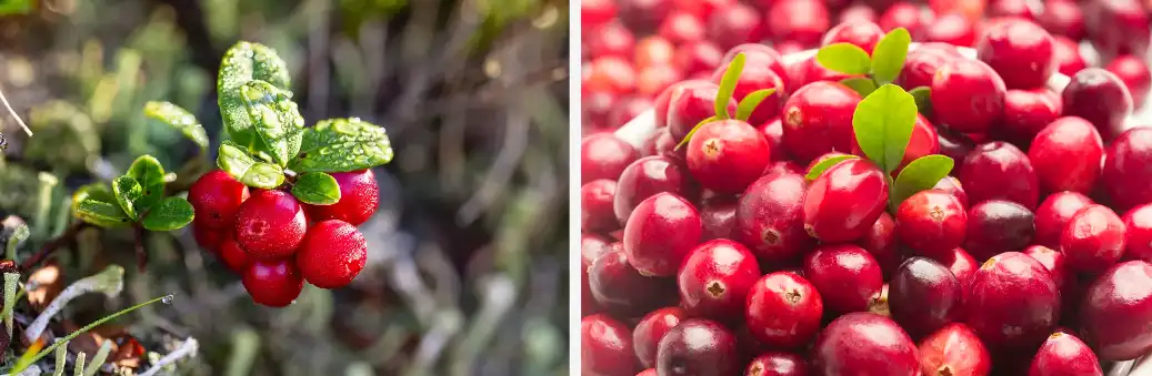 Cranberry Powder Cranberry Powder