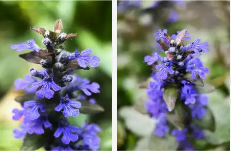 Ajuga Turkestanica extract powder Ajuga Turkestanica extract powder