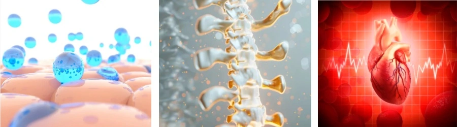 Ajuga Turkestanica Extract Ajuga Turkestanica Extract