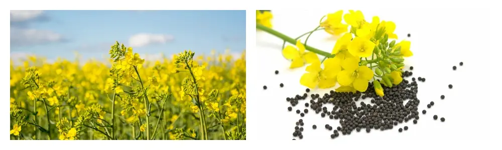 Brassicasterol Brassicasterol