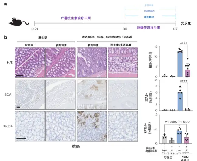 Vitamin B12 Powder Vitamin B12 Powder