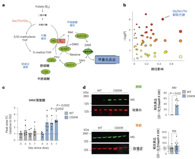 Vitamin B12 Powder Vitamin B12 Powder