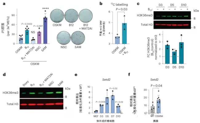 Vitamin B12 Powder Vitamin B12 Powder