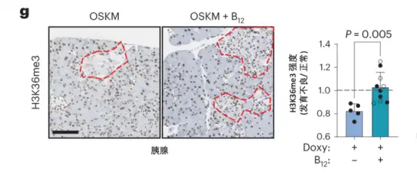 Vitamin B12 Powder Vitamin B12 Powder