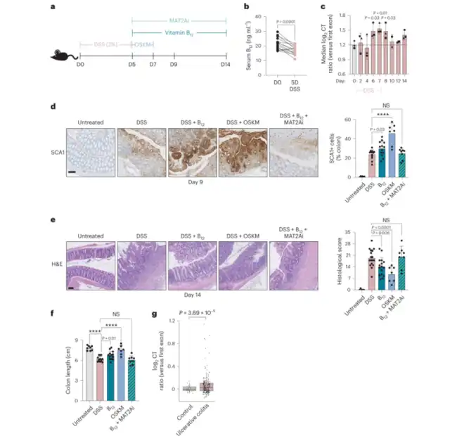 Vitamin B12 Powder Vitamin B12 Powder