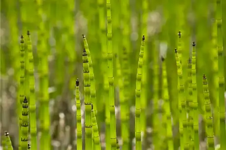 Horsetail extract Horsetail extract