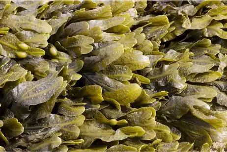 Bladderwrack extract Bladderwrack extract