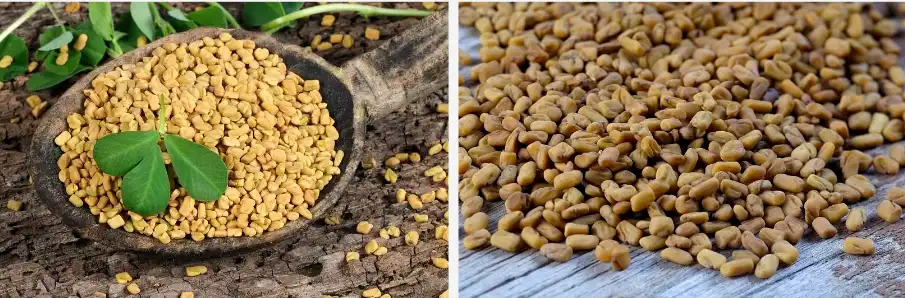 Fenugreek extract Fenugreek extract