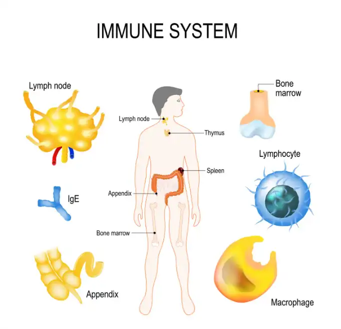 Cordycepin Cordycepin