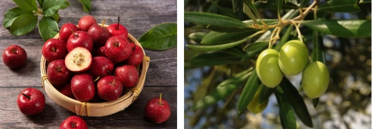 Maslinic acid Maslinic acid