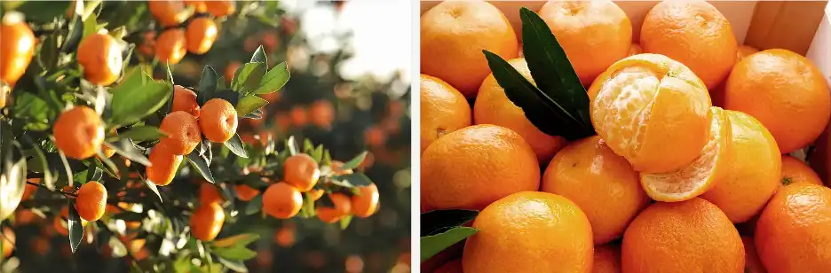 Modified citrus pectin Modified citrus pectin