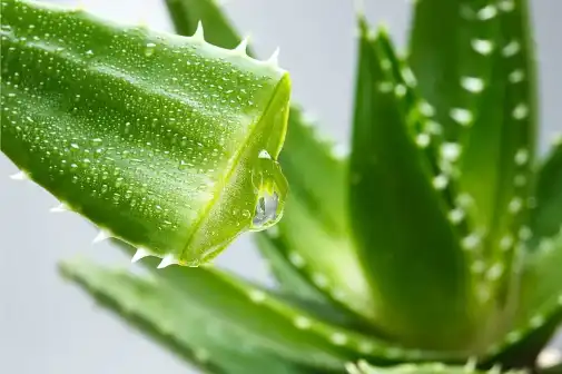Aloe freeze-dried Aloe freeze-dried