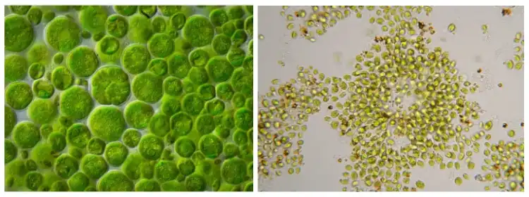 Chlorella Growth Factor Chlorella Growth Factor