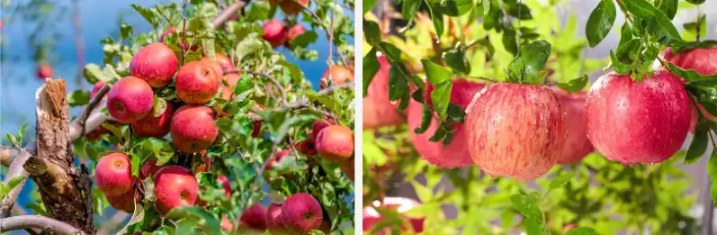 Bulk Apple Pectin Powder Bulk Apple Pectin Powder