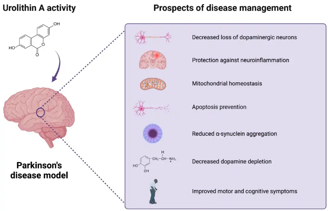 Urolithin A Urolithin A
