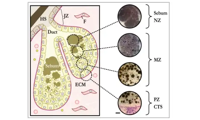 ZINC PCA Powder ZINC PCA Powder