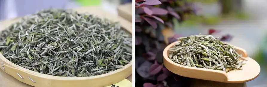 White Tea Extract Power White Tea Extract Power