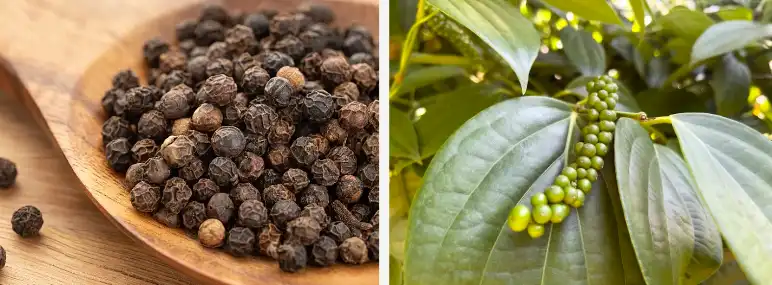 Tetrahydropiperine Powder Tetrahydropiperine Powder