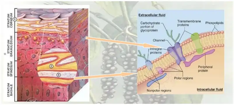 Tetrahydropiperine Powder Tetrahydropiperine Powder