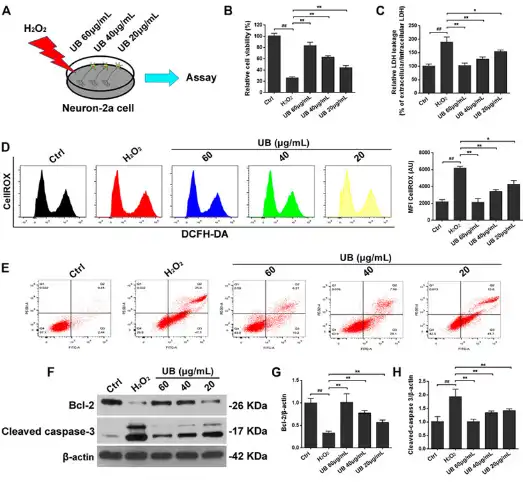 Urolithin B Urolithin B