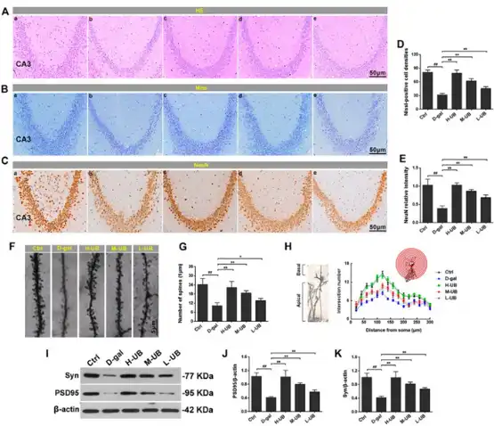Urolithin B Urolithin B
