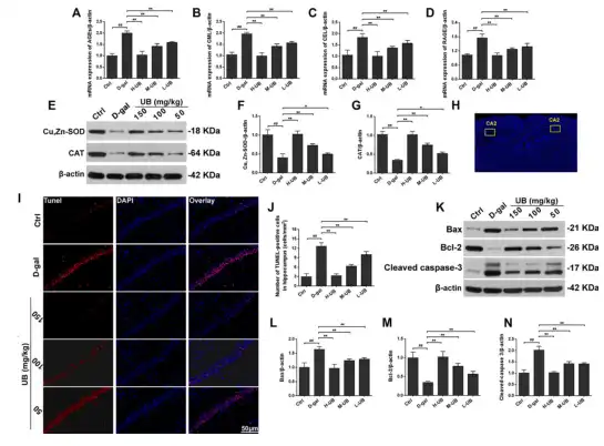 Urolithin B Urolithin B