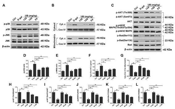 Urolithin B Urolithin B