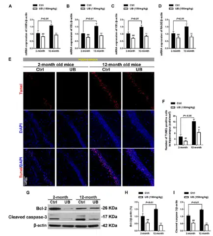 Urolithin B Urolithin B