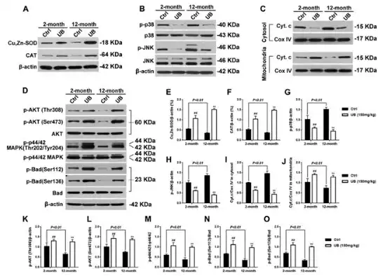 Urolithin B Urolithin B