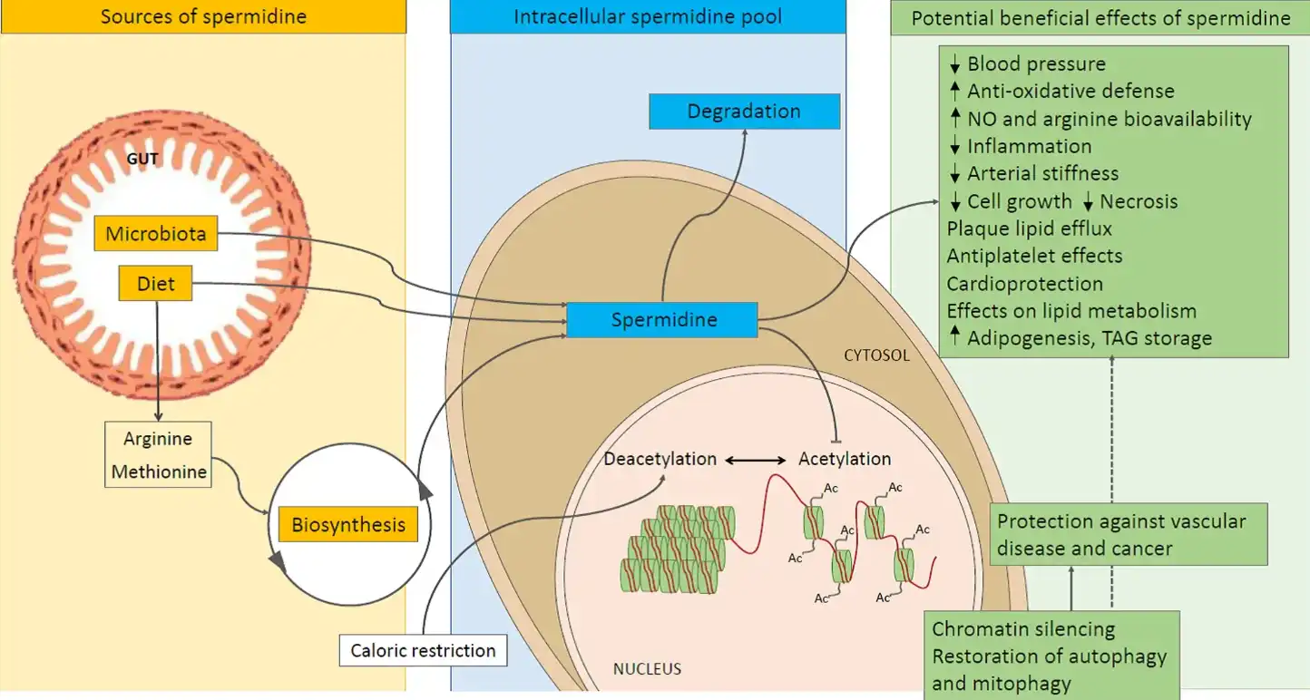 Spermidine Spermidine