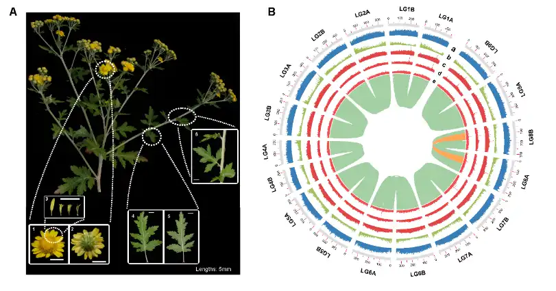 Acacetin Powder Acacetin Powder
