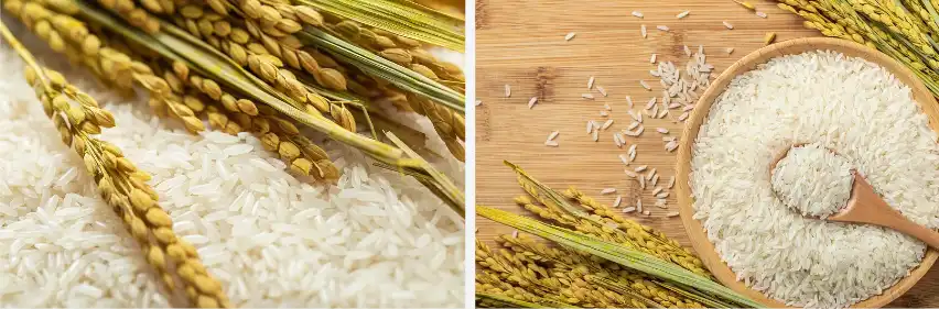 Hydrolyzed Rice Protein Hydrolyzed Rice Protein