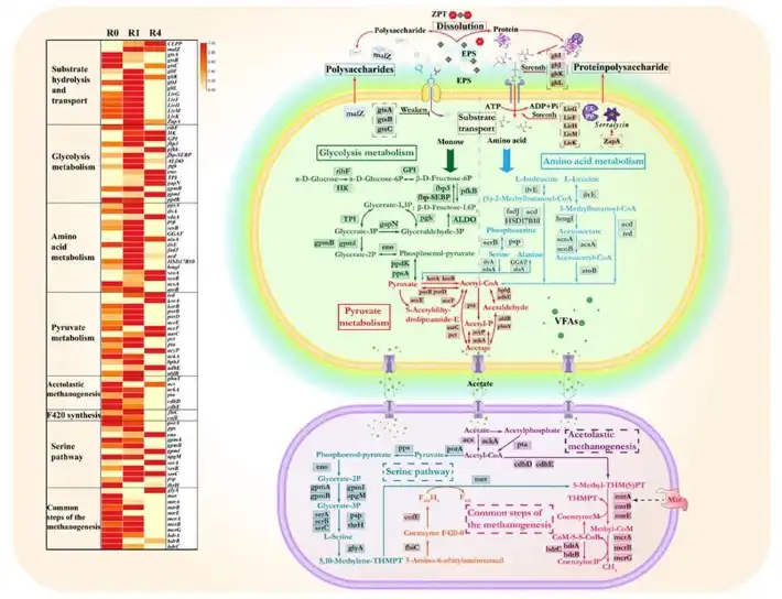 Zinc Pyrithione Powder Zinc Pyrithione Powder