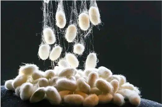 Silk Fibroin Silk Fibroin