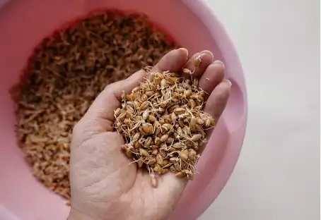 Spermidine 3HCL Spermidine 3HCL