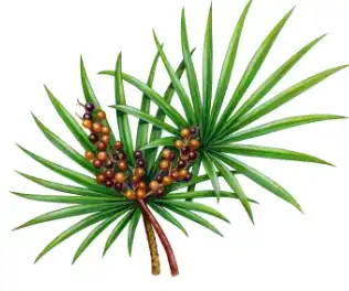 Saw Palmetto Extract Fatty Acids Saw Palmetto Extract Fatty Acids