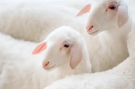 Hydrolyzed Keratin Protein Powder Hydrolyzed Keratin Protein Powder