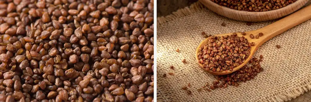 Buckwheat extract Buckwheat extract