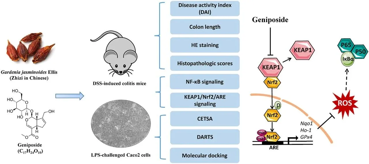 Geniposide Powder Geniposide Powder