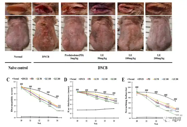Lithospermum extract Lithospermum extract