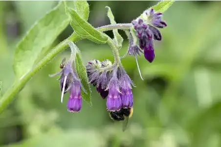 Lithospermum extract Lithospermum extract